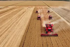 麦田巨无霸！国产最大喂入量收割机首战三夏图片