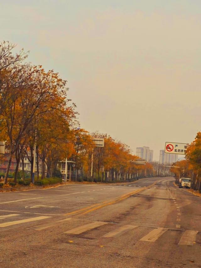 美翻了！新港海口湖大道秋日限定金黄长廊，层林尽染藏满生态诗意