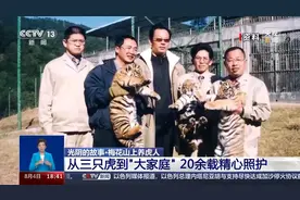 繁育成活74只！来看“奶爸奶妈”20余年养虎记图片