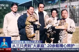 繁育成活74只！来看“奶爸奶妈”20余年养虎记图片