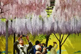 接棒樱花，玉渊潭公园打造网红紫藤花瀑图片