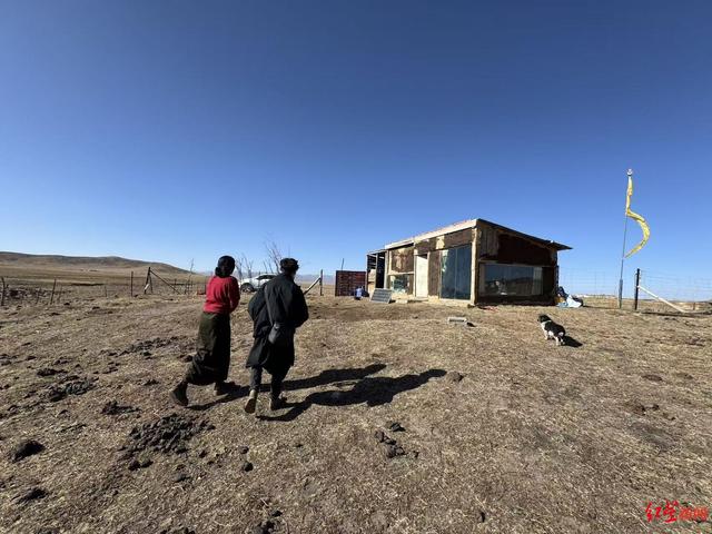 探访《重返·狼群》里的若尔盖草原：牧民与狼比邻而居很难划清界限，“近年来感觉狼增多了”