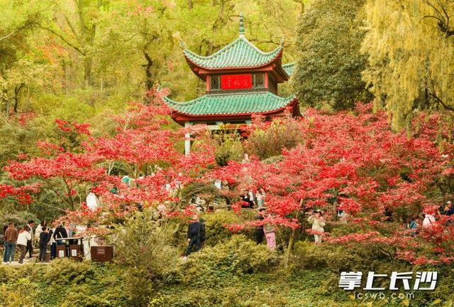 爱晚亭枫叶进入全盛期！游客沉醉“枫”景丨组图