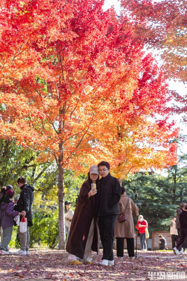 青岛深秋处处“鎏金”，美不胜收！