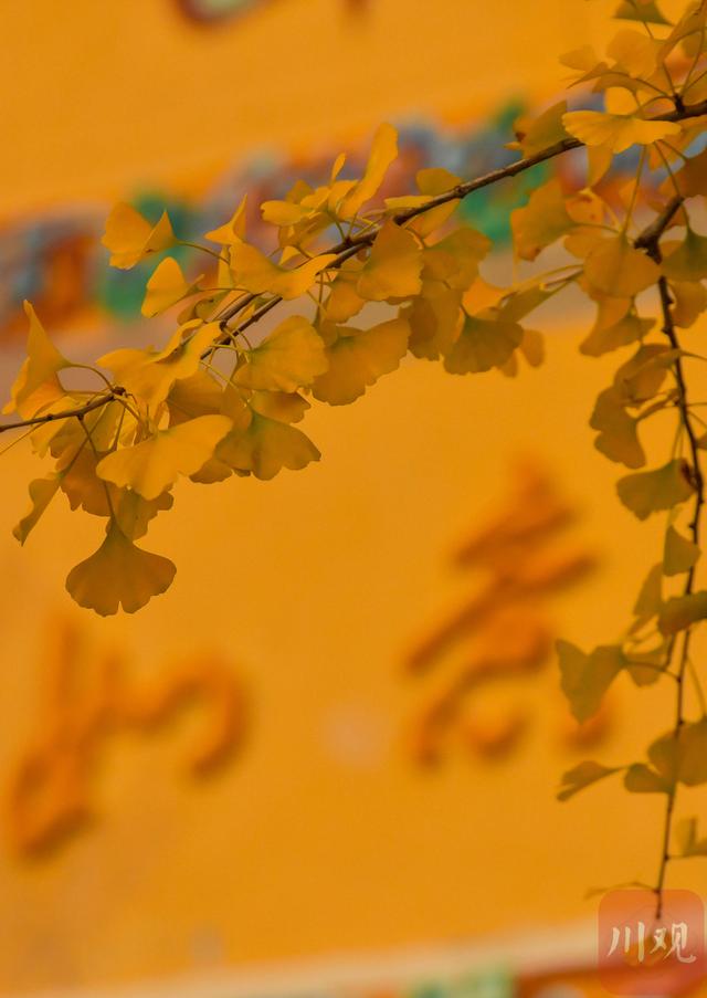 C视觉丨宽窄巷子银杏黄了 成都“金色浪漫”正当时
