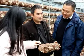 修文县六桶镇：4万棒香菇抢“鲜”上市图片