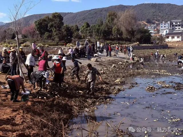 安宁摩所营：藕香满池好“丰”景