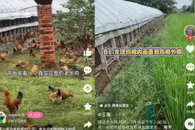 老乡鸡的鸡，到底是怎么养的？图片