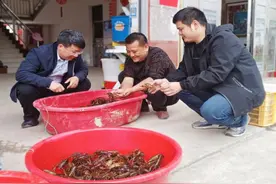 江西南康：稻田养“虾”助力乡村致富振兴图片
