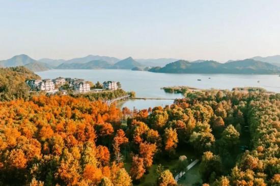 杉杉“红”了！长三角这些地方正上演视觉大秀