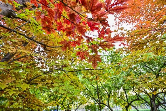 本周末迎赏红高峰，副中心金秋美景邀您共赴“京秋”之约