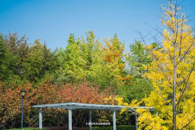 实况！武汉彩叶季来了，这些地方最出片