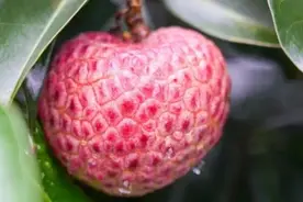 甜蜜来袭～今年的第一颗荔枝你吃了吗？图片