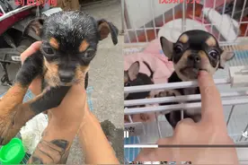 千元网上买狗捆绑狗粮销售，到手不仅品种变了性别也变了……揭秘网购宠物乱象→图片