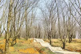 贵安樱花园预计3月11日进入初花期图片