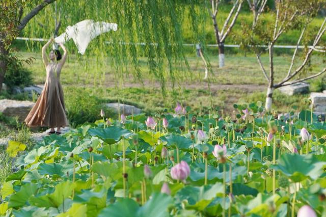 大美北京 |生态一亩园：荷花十里，清风鉴水