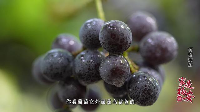家是福安 | 来溪塔，把日子过成“慢慢的甜”