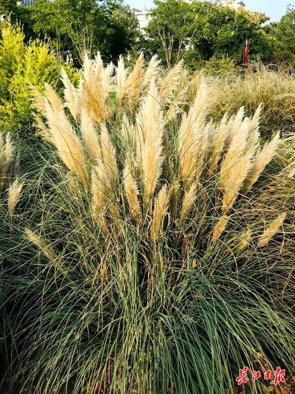 野草“织”成美景，常青公园这座野趣花园火了
