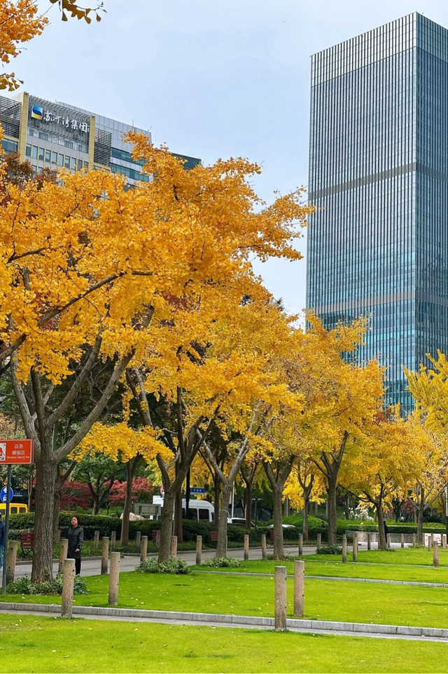 金色长廊加载中！静安这条道路银杏渐入佳境↑