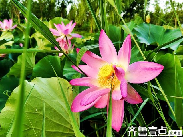 壹点号·秀山东｜黄河公园夏韵悠悠荷满塘