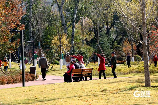 落叶如画！青岛“落叶缓扫”，触手可及的限定美好