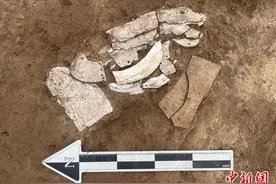 内蒙古发现龙形蚌饰 填补红山文化早期龙形象空白图片