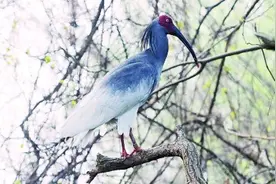 「人与自然和谐相处的温暖瞬间」朱鹮产蛋记图片