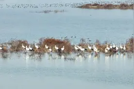大批“国宝”现身合肥湿地图片