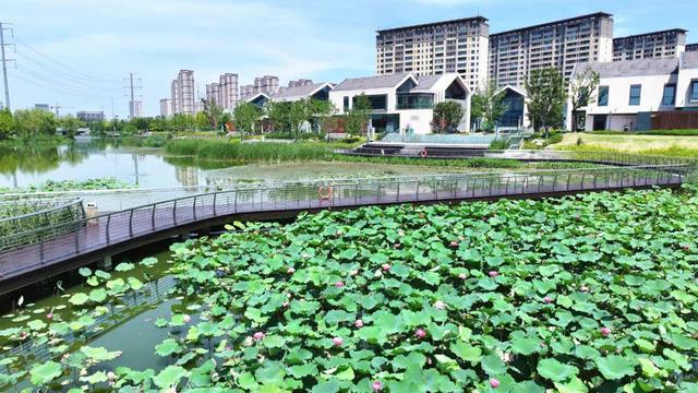 来宿城，打卡我“荷”你的浪漫