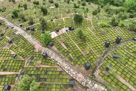 丽水莲都：苔花如米小 盛开“产业花”图片