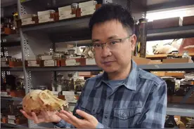 半月谈丨我们为何没有尾巴？大脑为何如此发达？图片