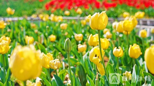 麒麟区金麟湾爱情小镇十万株郁金香盛开