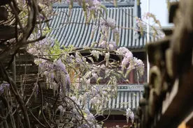 超出片！金山这些浪漫的“绝绝紫”打卡点你知道吗？图片