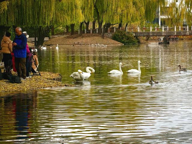 闯入秋日油画！紫玉公园红树林的天鹅舞会正在上演