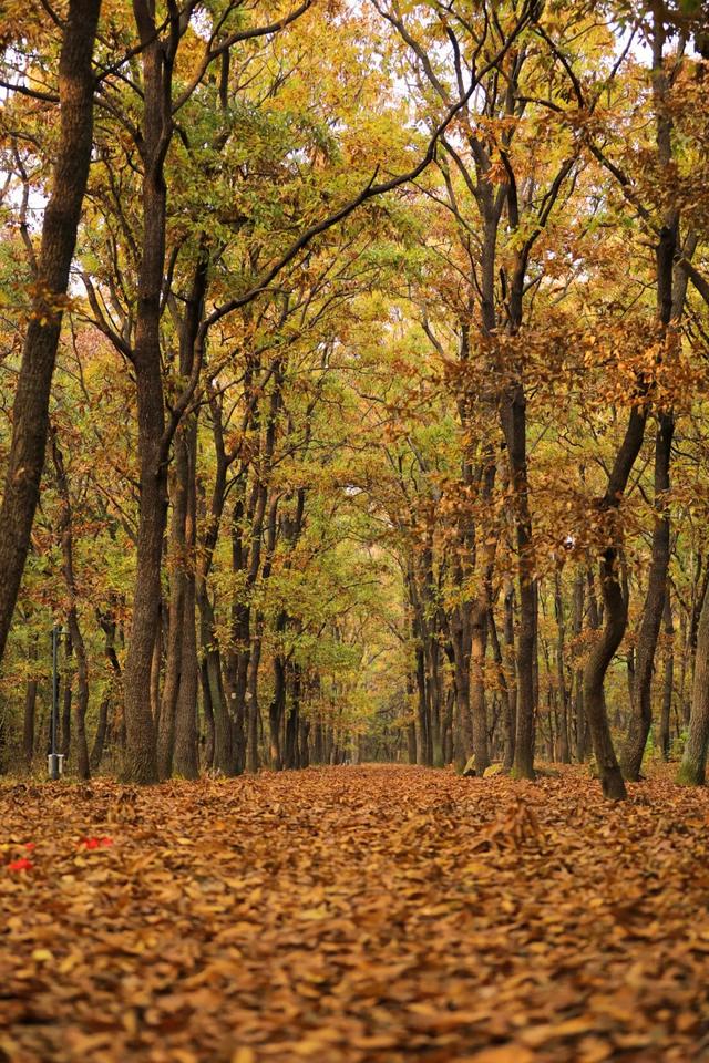 日照人的嘴是真严啊！这里都美成啥了！