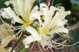 黄陂山间盛开多彩曼珠沙华，一片彼岸花开出10余种花色图片