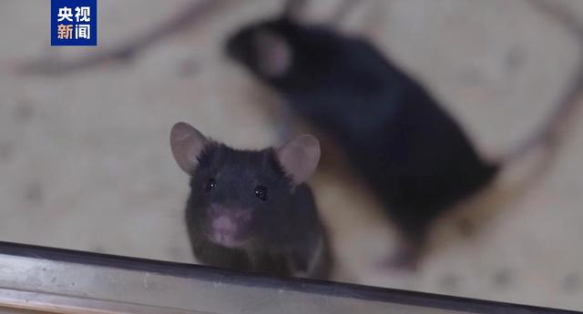 短暂“出差”太空 “小鼠航天员”太空之旅如何度过？