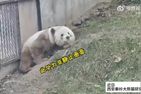 大熊猫“七仔”上班消极下班积极 网友：四点半就下班了图片
