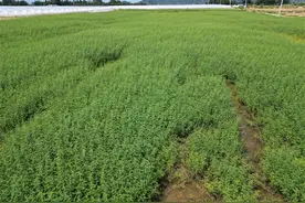 三亚崖州区：种下株株“绿草” 为耕地“增肥”图片