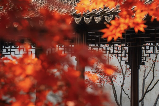 上海顶级秋景！藏着传统中国色→