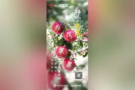 【走进甘肃地理标志】静宁苹果图片