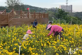 东湖乡间绽放金色致富花图片