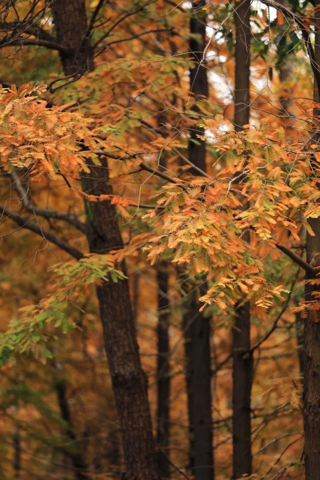 日照人的嘴是真严啊！这里都美成啥了！