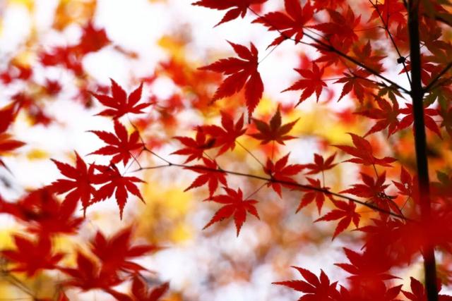 官宣：栖霞山进入最佳观赏期！