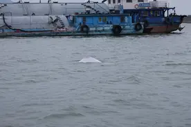 惊现清远清城区的“海上大熊猫”中华白海豚已游至佛山三水图片
