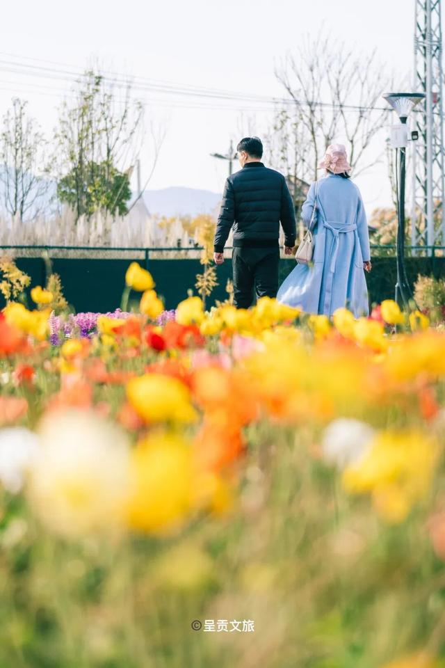 走进斗南七彩花海，看一场春天的盛大绽放