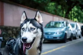 预防狂犬病，别被猫狗咬就够了吗？还有这些需要注意→图片