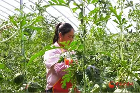 漳县：小西瓜开启“甜蜜致富路”图片