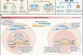 吉林大学基础医学院赵书博在国际期刊发表综述 为癌症、神经退行性疾病等精准治疗奠定理论基础图片