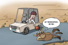 无画不说｜野狼被驯化？不要擅自投喂让狼丧失天性图片